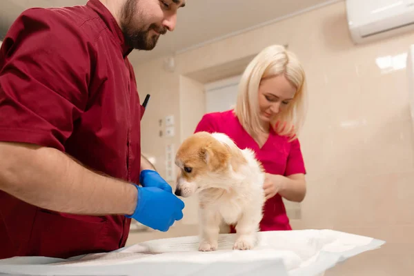 Veterinary doctors exam little corgi dog in manipulation room of — Stock Photo, Image