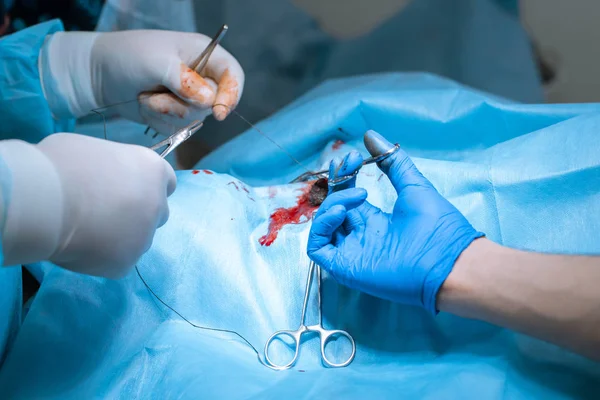 外科医は出血を止めるために外科クランプを適用する。グループ — ストック写真