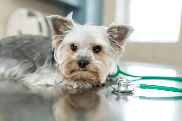 Crianza de perros Yorkshire terrier se encuentra junto a un estetoscopio en un meta —  Fotos de Stock