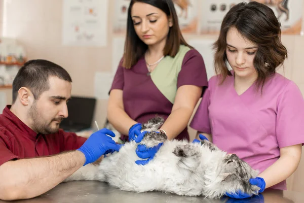 Vétérinaires mettre un cathéter urinaire à un chat — Photo