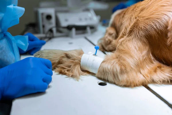 Dog with a catheter in the paw on the operating table. Preparati — Stock Photo, Image