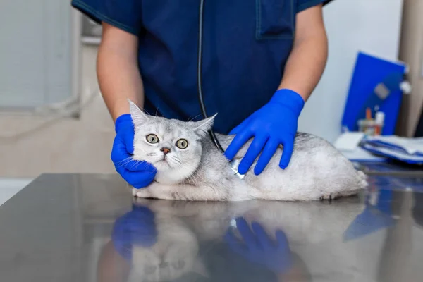 Vet doctor exam cat with phonendoscope. Pet medicine concept. Ca