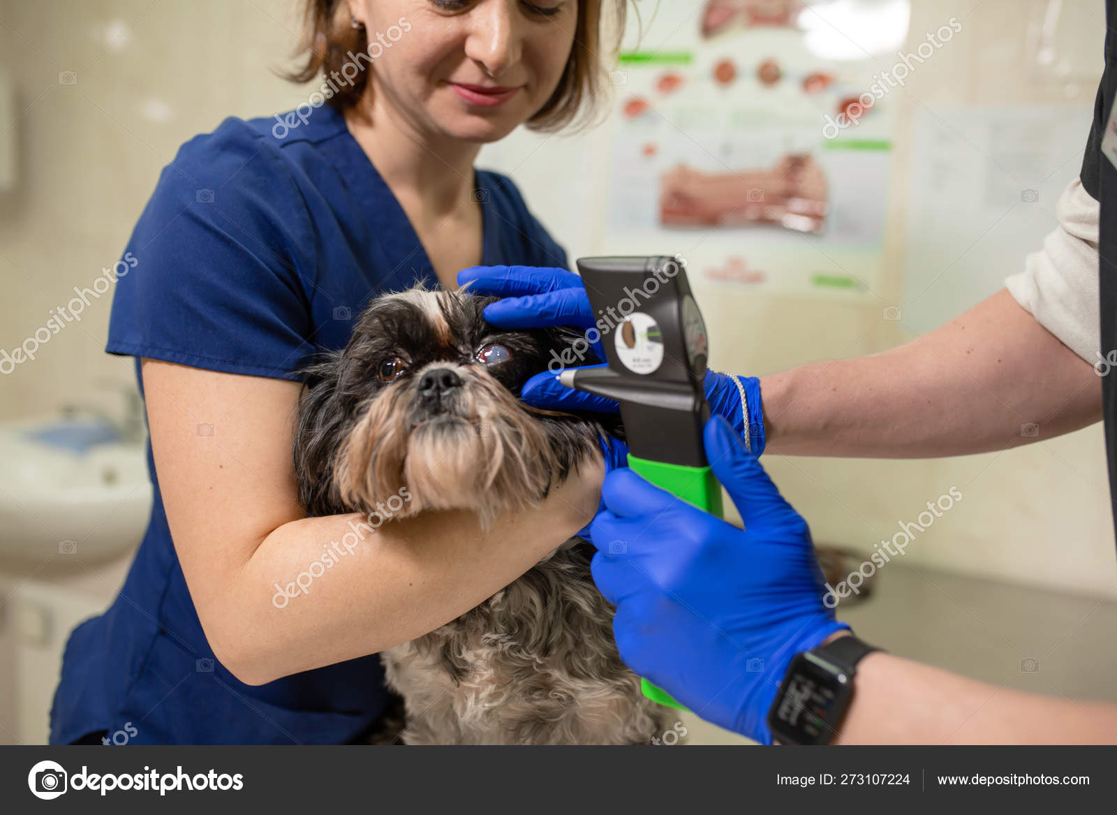 Do Cataracts Hurt Dogs