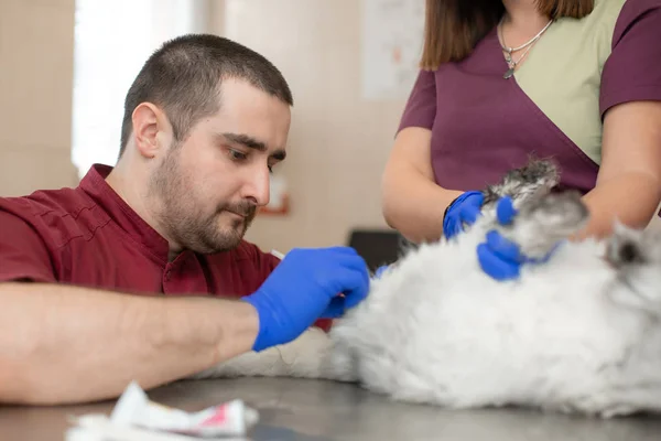 Um anestesiologista veterinário do sexo masculino faz o procedimento para um c — Fotografia de Stock