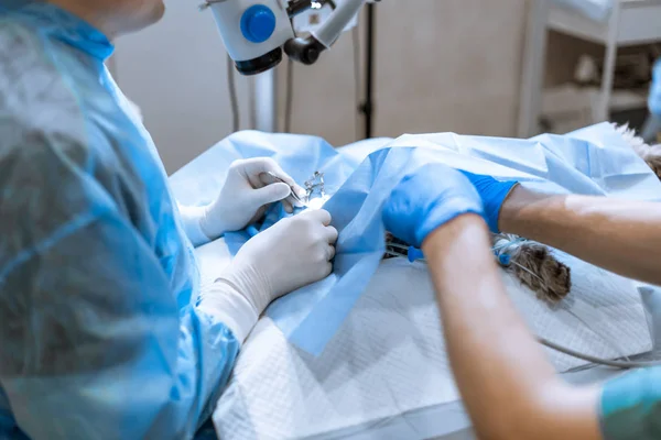 Професійний офтальмолог проводить операцію на око з мікрофоном — стокове фото