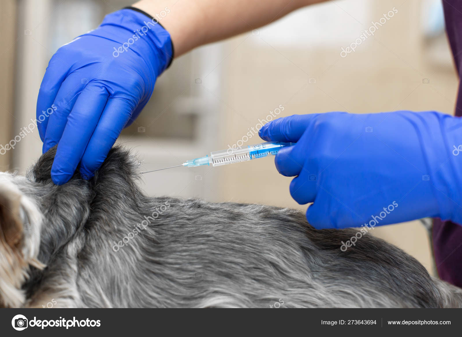 Doctor veterinarian vaccinates a small dog in a veterinary clinic