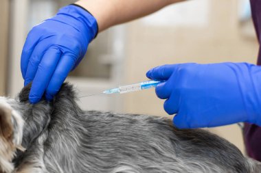 Doktor veteriner veteriner veteriner kliniğinde küçük bir köpeği aşıladı. Doktor veteriner bir köpek yavrusuna iğne yapıyor.
