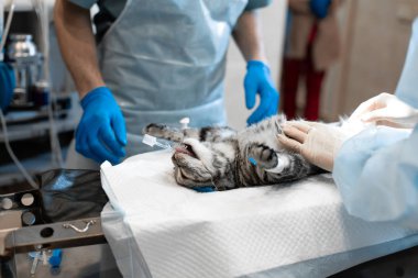kedi ameliyat masasında genel anestezi altında. Evde beslenen hayvan cerrahi