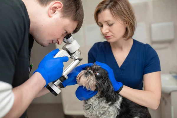 Bir veteriner göz doktoru tıbbi bir işlem yapar, yaralı gözlü bir köpeğin gözlerini inceler ve bir asistan başını tutmasına yardım eder.