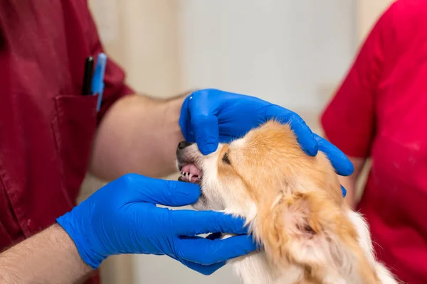 Veteriner Doktor sınav küçük corgi köpek evde beslenen hayvan kliniğinin manipülasyon odasında. Köpek dişleri kontrol edin. Evde beslenen hayvan sağlık kaygı — Stok fotoğraf