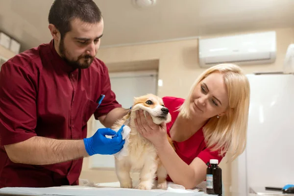 I dottori veterinari esaminano il piccolo cane di corgi in camera di manipolazione di clinica per animali domestici. Animali domestici assistenza sanitaria — Foto Stock