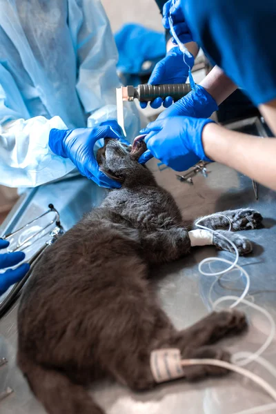 Kedi ameliyat masasında genel anestezi altında. Evde beslenen hayvan cerrahi — Stok fotoğraf