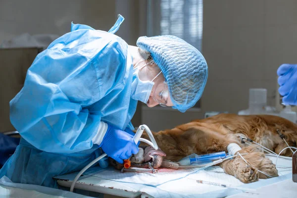 Bir veteriner cerrahı, köpeğinin dişlerini operatif anestezi altında fırçalar.