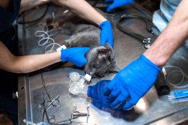 kedi ameliyat masasında genel anestezi altında. Evde beslenen hayvan cerrahi