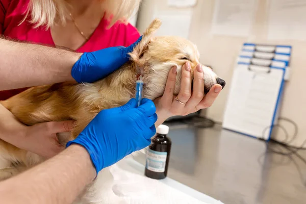 Veteriner Doktor sınav küçük corgi köpek manipülasyon odası — Stok fotoğraf