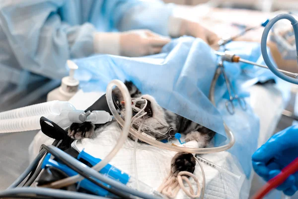 Cat under general anesthesia on the operating table prepared to — Stock Photo, Image