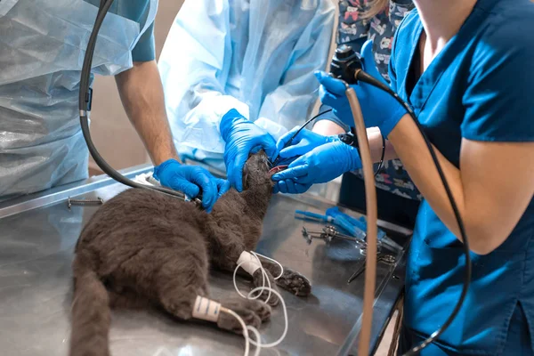 pet surgeons team make difficult operation. Cat under general anesthesia on operating table