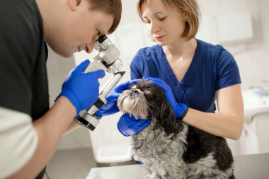 Veterinary, ophthalmologists examine the injured eye of a dog wi clipart
