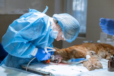 bir veteriner profesyonel diş temizleme köpek yakın çekim prosedürü