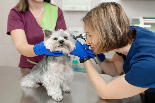 Güzel veteriner doktor küçük sevimli köpek ırkı Yorkshire T inceler