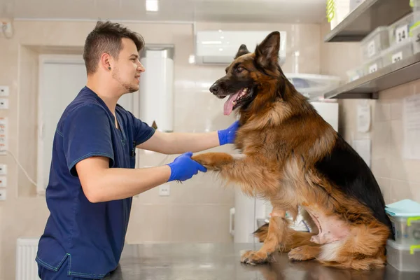 Profesyonel bir veteriner doktor büyük bir yetişkin köpek ırkı Germa inceler — Stok fotoğraf