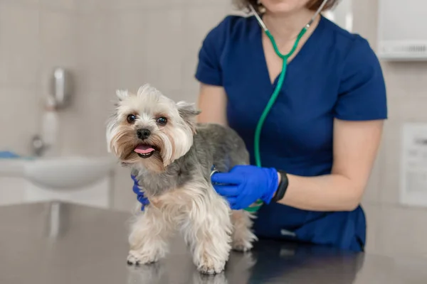 Fiatal mosolygó szakmai állatorvos nő vizsga kutya tenyészt yor — Stock Fotó