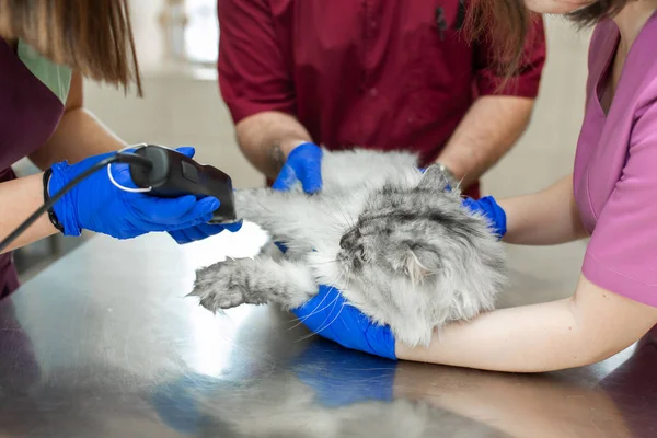 Vétérinaire raser un chat pour mettre un goutte à goutte avec anesthésie. Santé des animaux — Photo