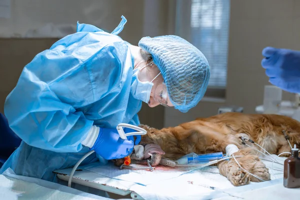 Bir veteriner profesyonel diş temizleme köpek yakın çekim prosedürü — Stok fotoğraf