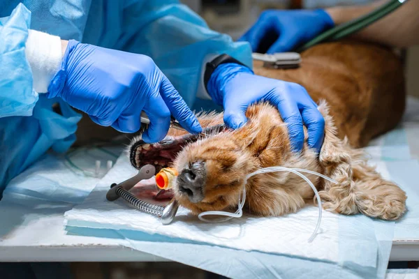 Bir veteriner köpek çıkarma profesyonel dişlerin yakın çekim prosedürü — Stok fotoğraf