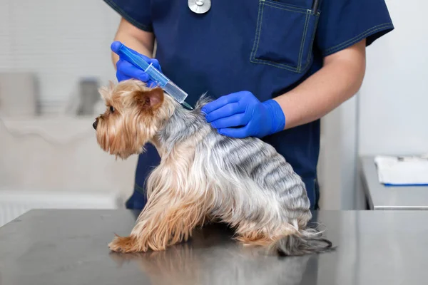 Vétérinaire médecin injection à Yorkshire Terrier chien — Photo