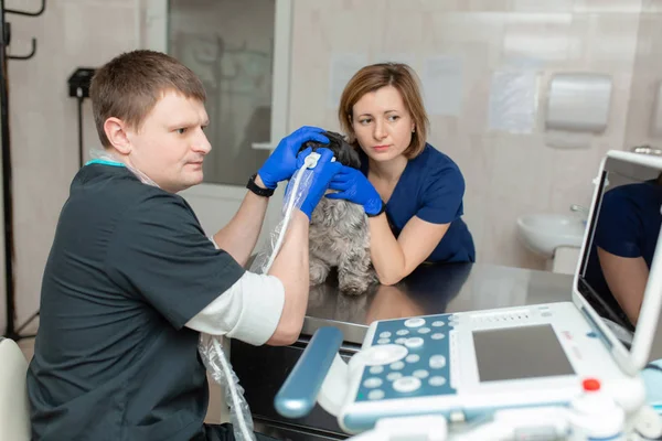 Vets do an ultrasound scan of the dog's injured eye in a veterin — Stock Photo, Image