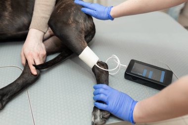 Nurse measures pressure and pulse in a dog in front of an ultras clipart
