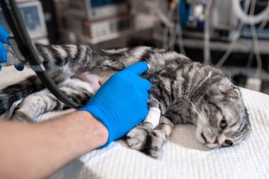 kedi ameliyat masasında genel anestezi altında. Evde beslenen hayvan cerrahi