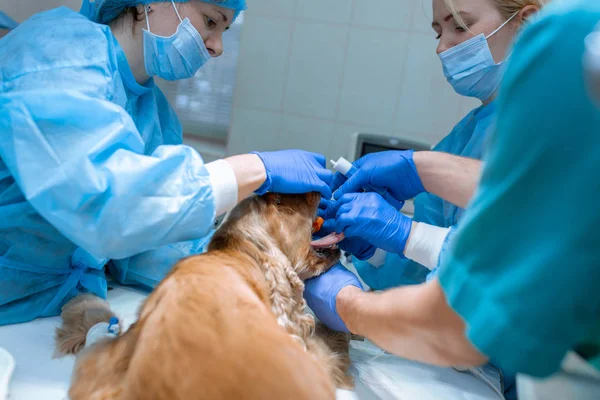 Veterinerler teet temizlemek için bir operasyon için köpek hazırlamak — Stok fotoğraf