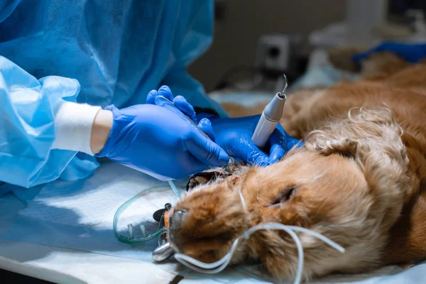 Bir veteriner profesyonel diş temizleme köpek yakın çekim prosedürü — Stok fotoğraf