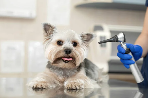 Beau vétérinaire médecin examine une petite race de chien mignon Yorkshire T — Photo