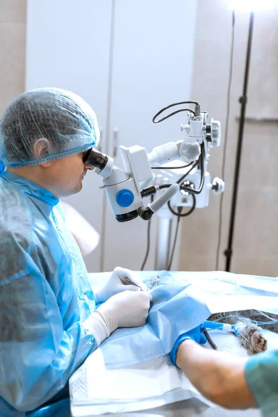 Un oftalmologo professionista esegue un intervento chirurgico agli occhi con un microscopio. L'anestesista controlla l'anestesia e le condizioni del cane durante l'operazione. Chirurgia endoscopica dell'occhio. medico e — Foto Stock