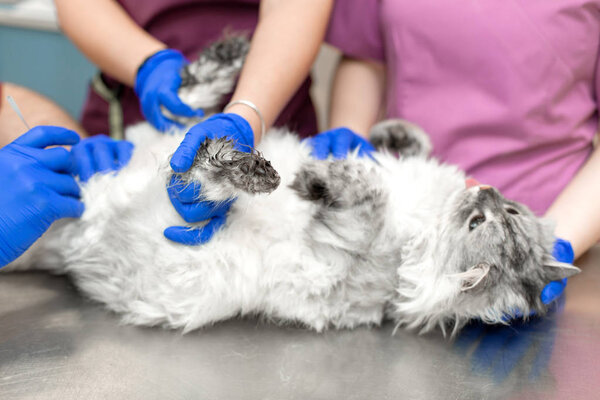 A male veterinarian anesthesiologist makes the procedure for a cat - a catheterization of the bladder. The assistants are holding the cat. Interns are monitored and trained in the veterinary clinic