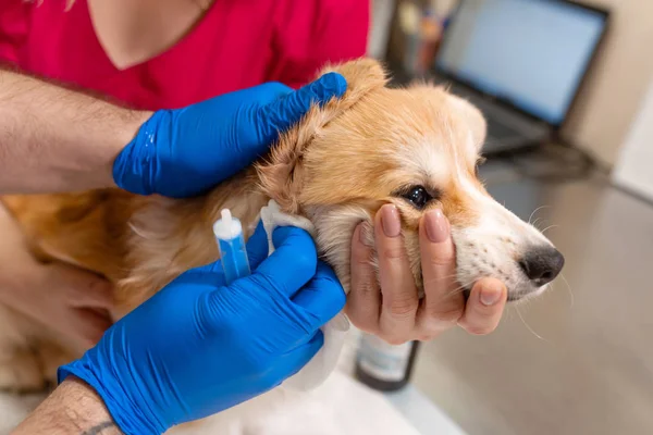 Veteriner Doktor sınav küçük corgi köpek manipülasyon odası — Stok fotoğraf