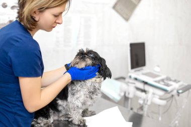 Bir veteriner yaralı gözlü bir köpek tutar. Hayvan bakımı conc