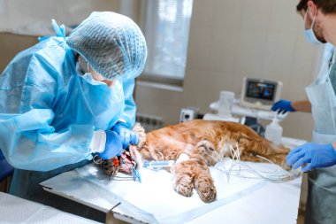 Veterinerler köpeği dişleri temizleme ameliyatı için hazırlıyorlar. Köpek ameliyat masasında anestezi edilir. Evcil hayvan dişbilimi kavramı
