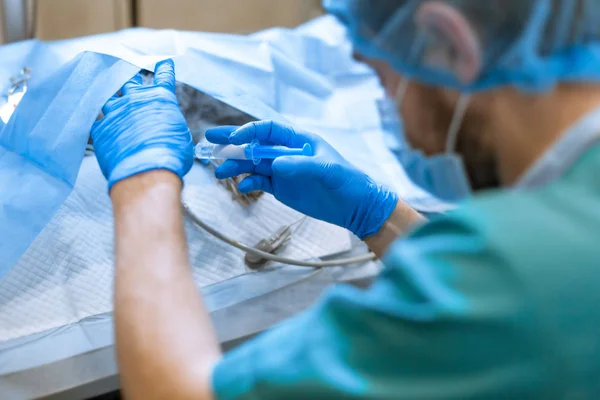 Veterinär anestesiolog kontrollera patientens tillstånd och adj — Stockfoto