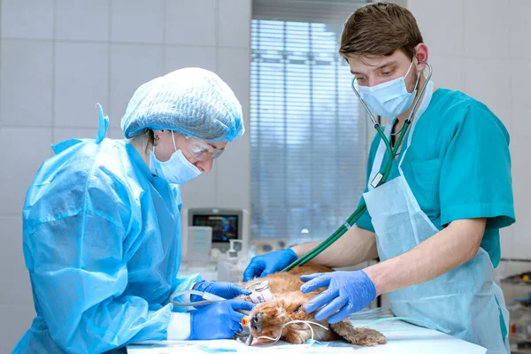Bir veteriner dişçi ve anestezi uzmanı bir köpeğin dişlerini temizlemek için bir ameliyat. Köpek ameliyat masasında anestezi edilir. Hayvan sağlığı konsepti