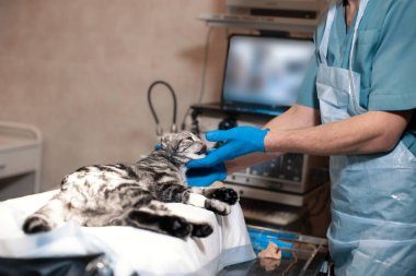 anestezi uzmanı bir kedi ameliyat için hazırlar. Evde beslenen hayvan ameliyat. Evde beslenen hayvan su