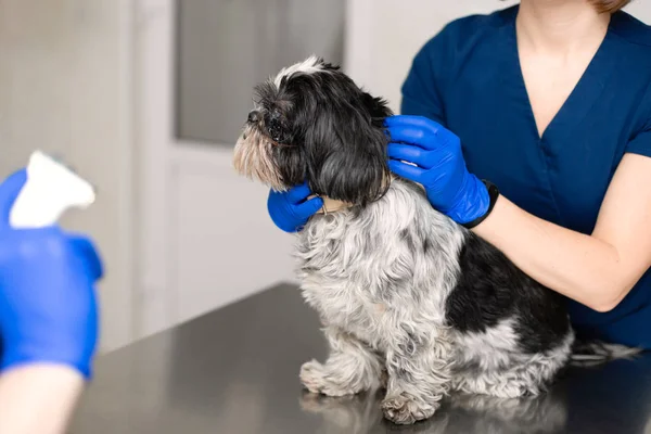 Un vétérinaire professionnel examine un petit chien. Une jeune femme — Photo