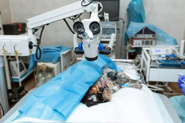 Sterile operating room in a veterinary clinic — Stock Photo, Image