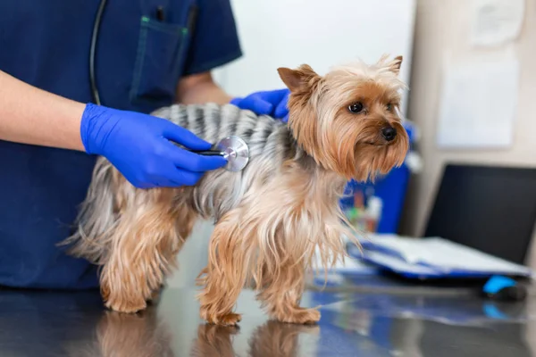 Médecin vétérinaire professionnel examine une petite race de chien Yorkshire Ter — Photo