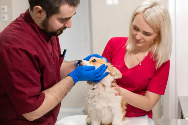 Médecins vétérinaires examen petit chien corgi dans la salle de manipulation de — Photo