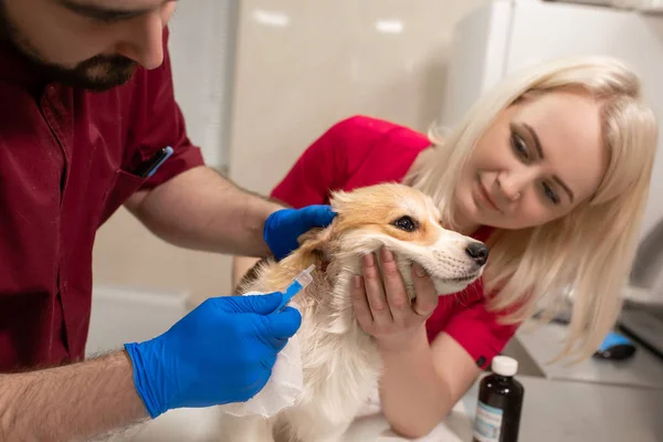 Veterinary doctors exam little corgi dog in manipulation room of — Stock Photo, Image