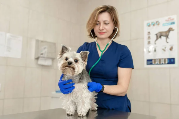 Beau médecin vétérinaire petite race de chien mignon Yorkshire Terrier avec — Photo